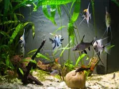 aquarium supplies