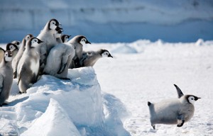 penguins antarctica