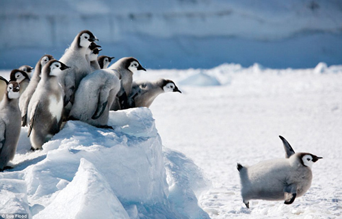 penguins antarctica